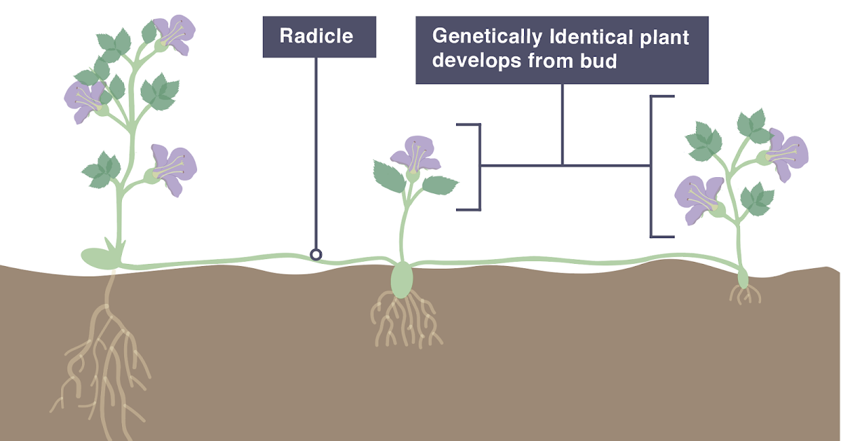 IGCSE Biology 2017 3.7 Understand that Plants can Reproduce Asexually