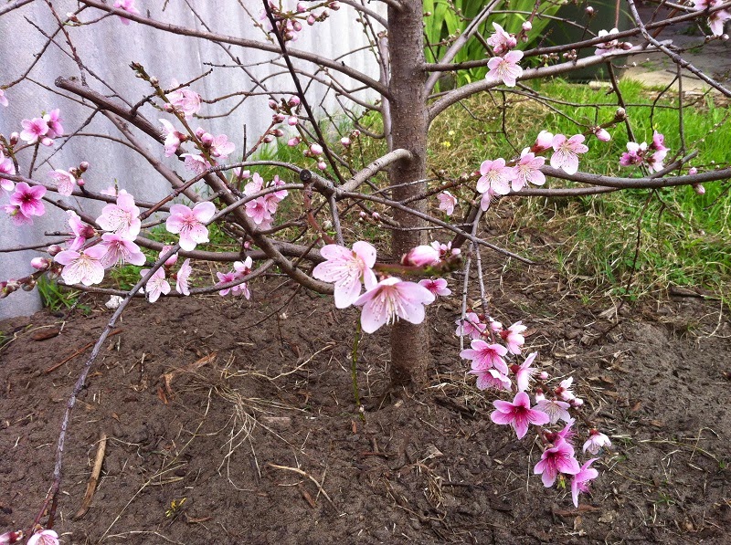 Urban Veggies and more Growing nectarine trees in Perth