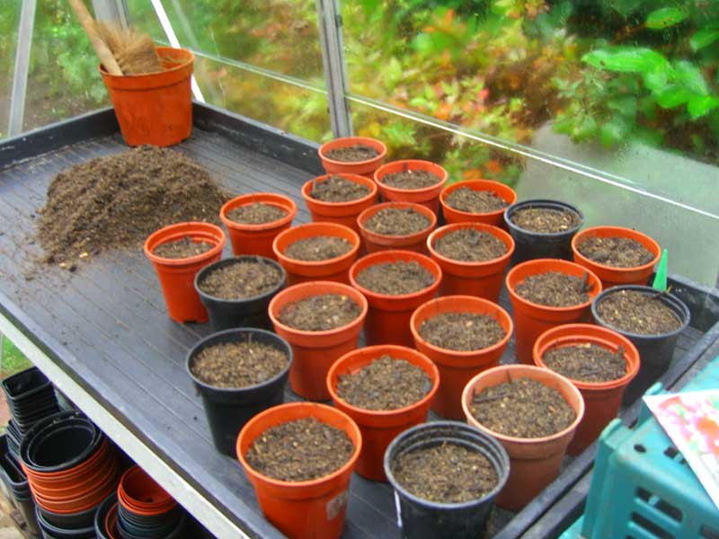 Allotment Garden October sowing the sweet peas