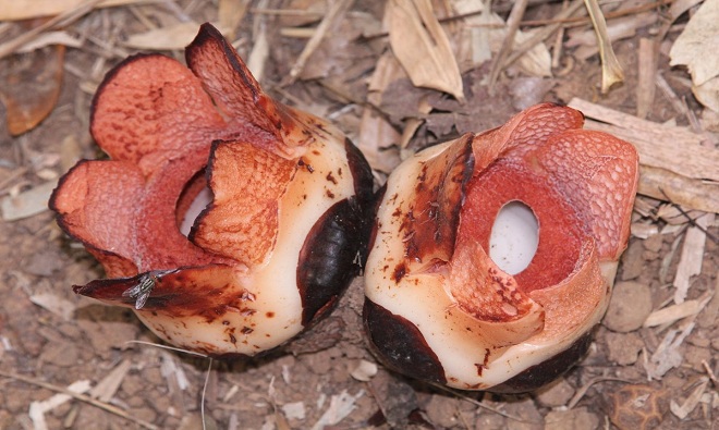 [Image: Hoa-xac-thoi-ti-hon-trong-rung-mua-Philippines-3.jpg]