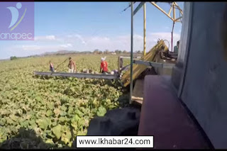 سار للعاطلين عن العمل بدون دبلوم مطلوب عمال وعاملات للضيعات الفلاحية