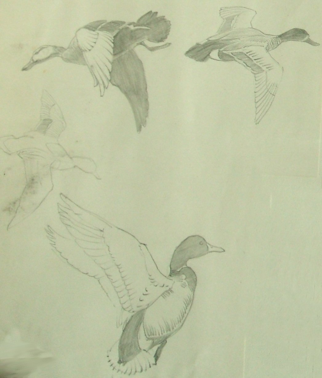Raymond Sheppard bird sketches (Part 1)