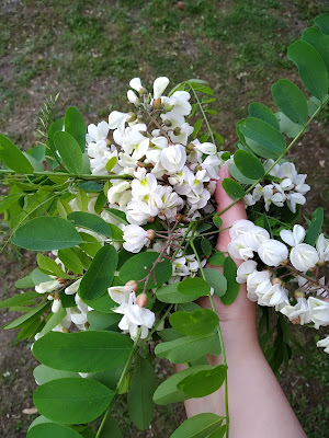 Robinia in cucina