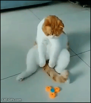 Funny Cat GIF • Clever and lazy cat playing with fidget spinner with his tail, haha Funny Cat GIF • Clever and lazy cat playing with fidget spinner with his tail, haha