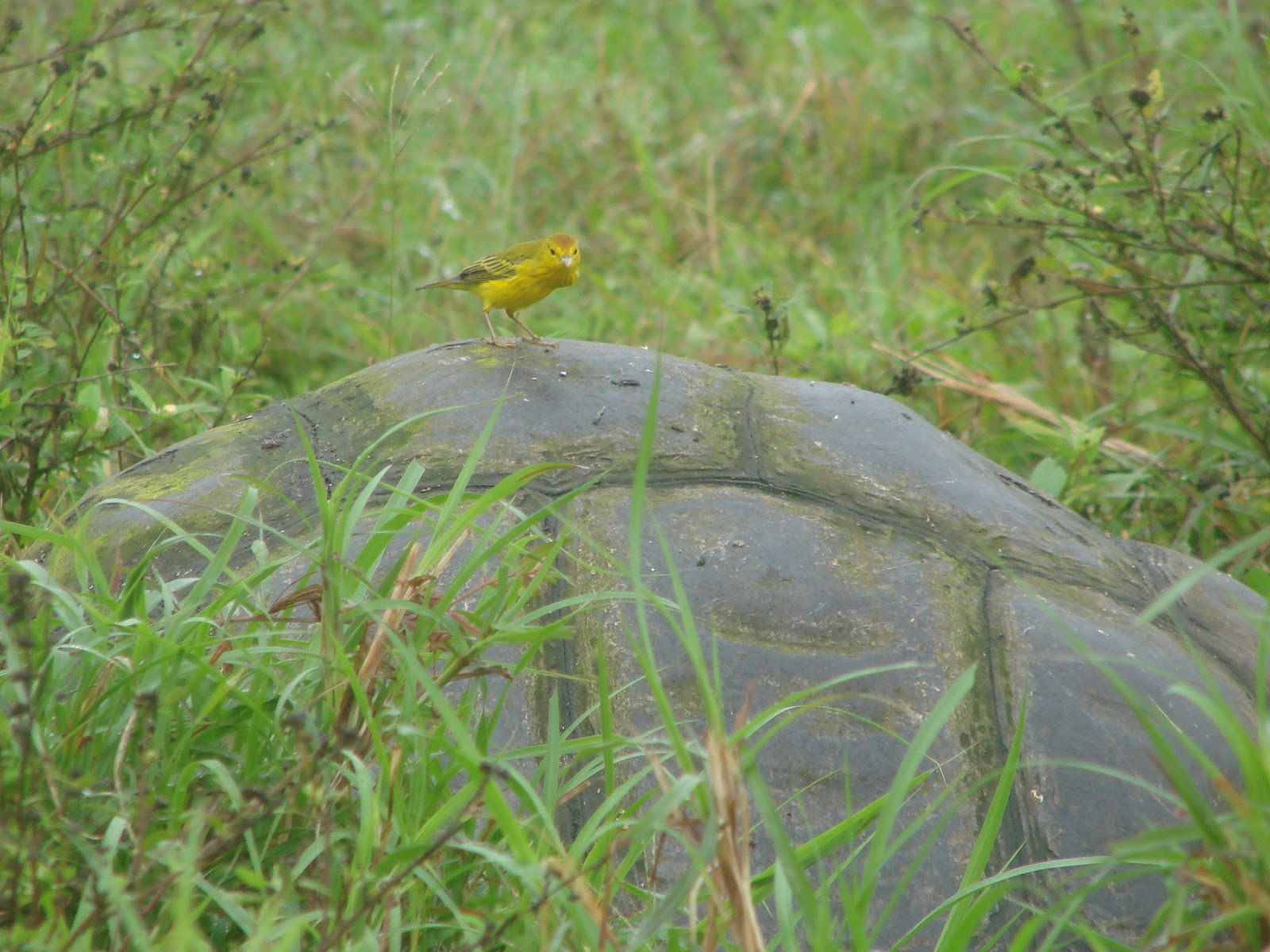 My Peruvian experience: Huge tortoises!