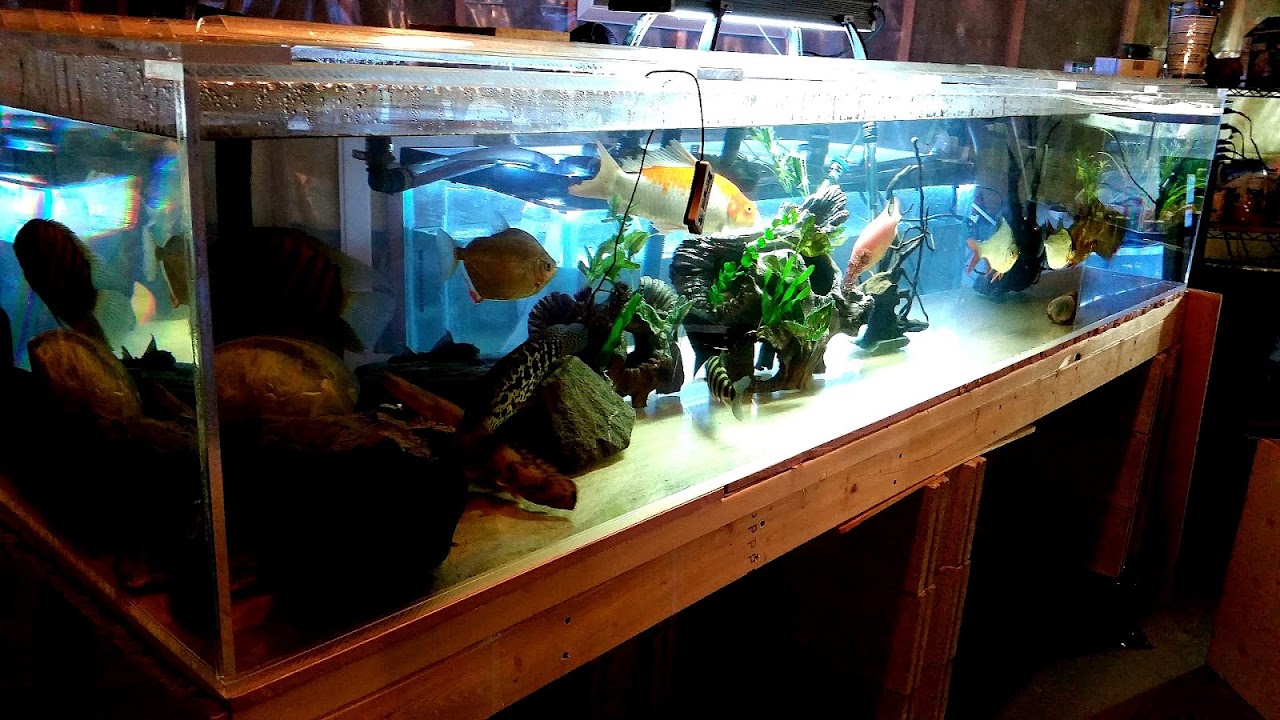 Acrylic Fish Tank Diy DIY Choices