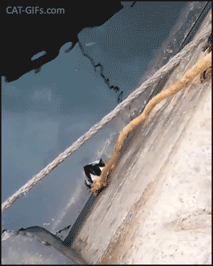 Cute Kitten GIF • Good man saves clever kitty lost in cold water with a rope. God bless you both ♥ ♥ Cute Kitten GIF • Good man saves clever kitty lost in cold water with a rope. God bless you both ♥ ♥