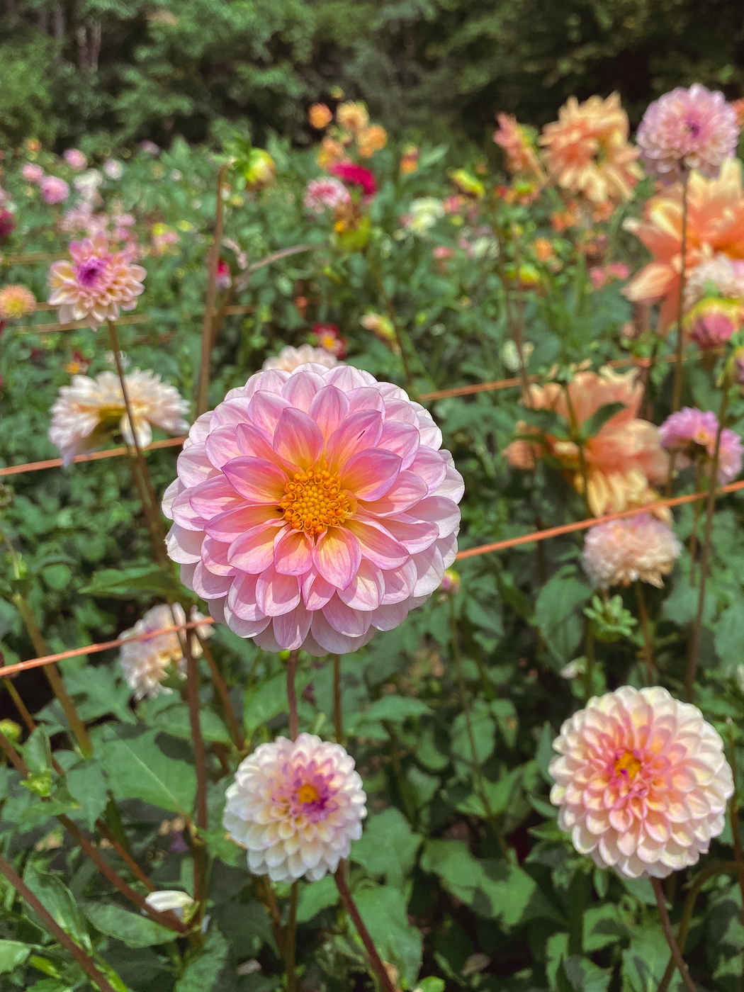 12 Flowers for a Summer Garden Beautiful Plants That Bloom All Summer