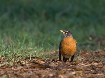Photo of American Robin on the ground