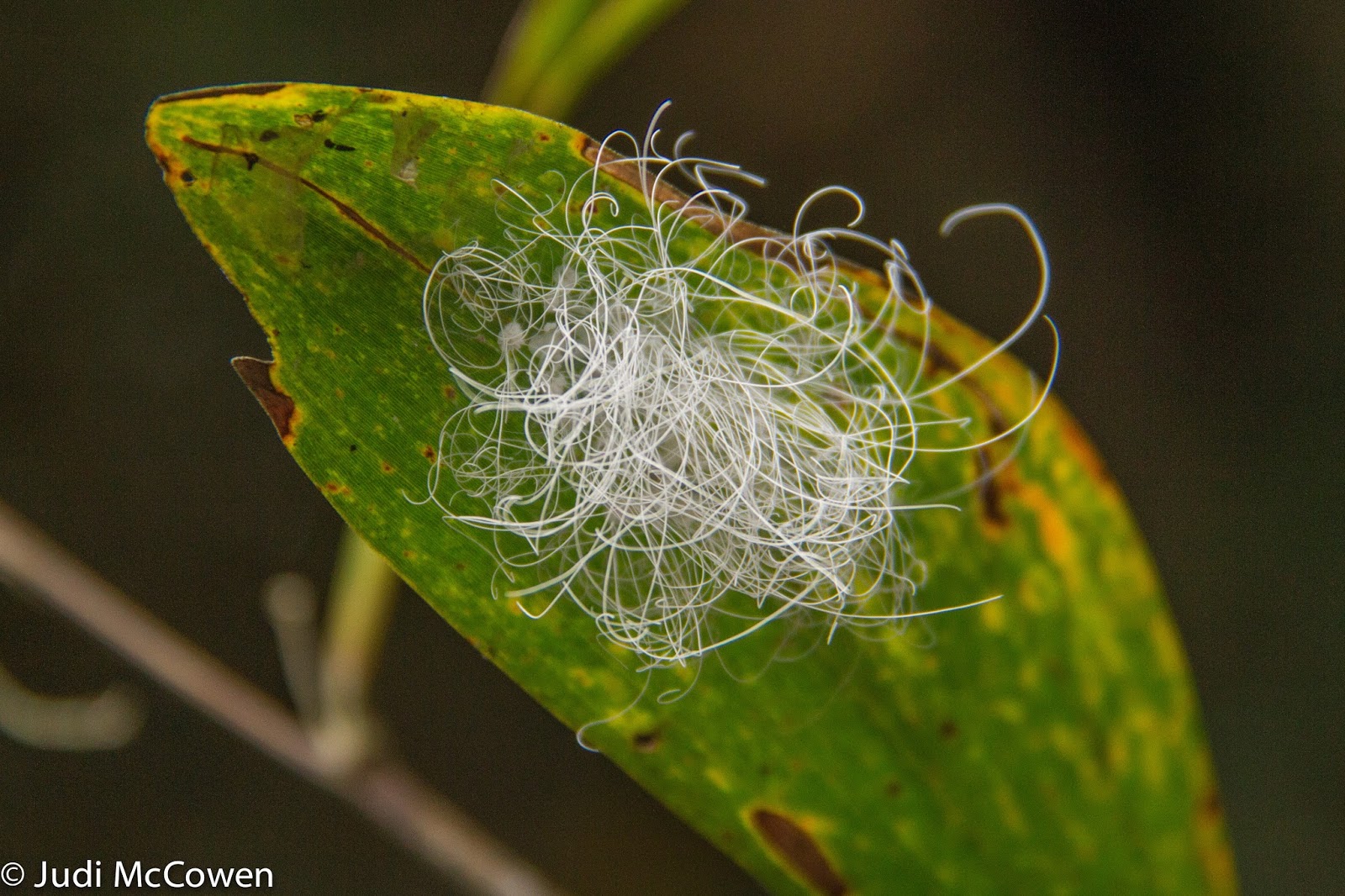 JUstDreamInparadise Walking the Bump Track