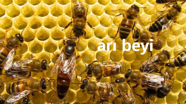 arı beyi