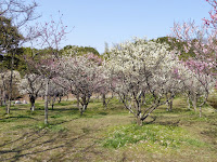 山田池公園 梅林の梅