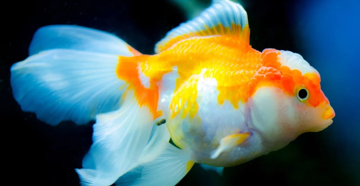 Ikan Mas Koki - Ikan Hias yang Kuat Hidup di Air Tawar