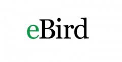 Ebird