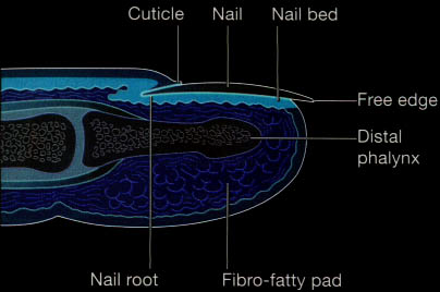 Nail ~ MediMolt