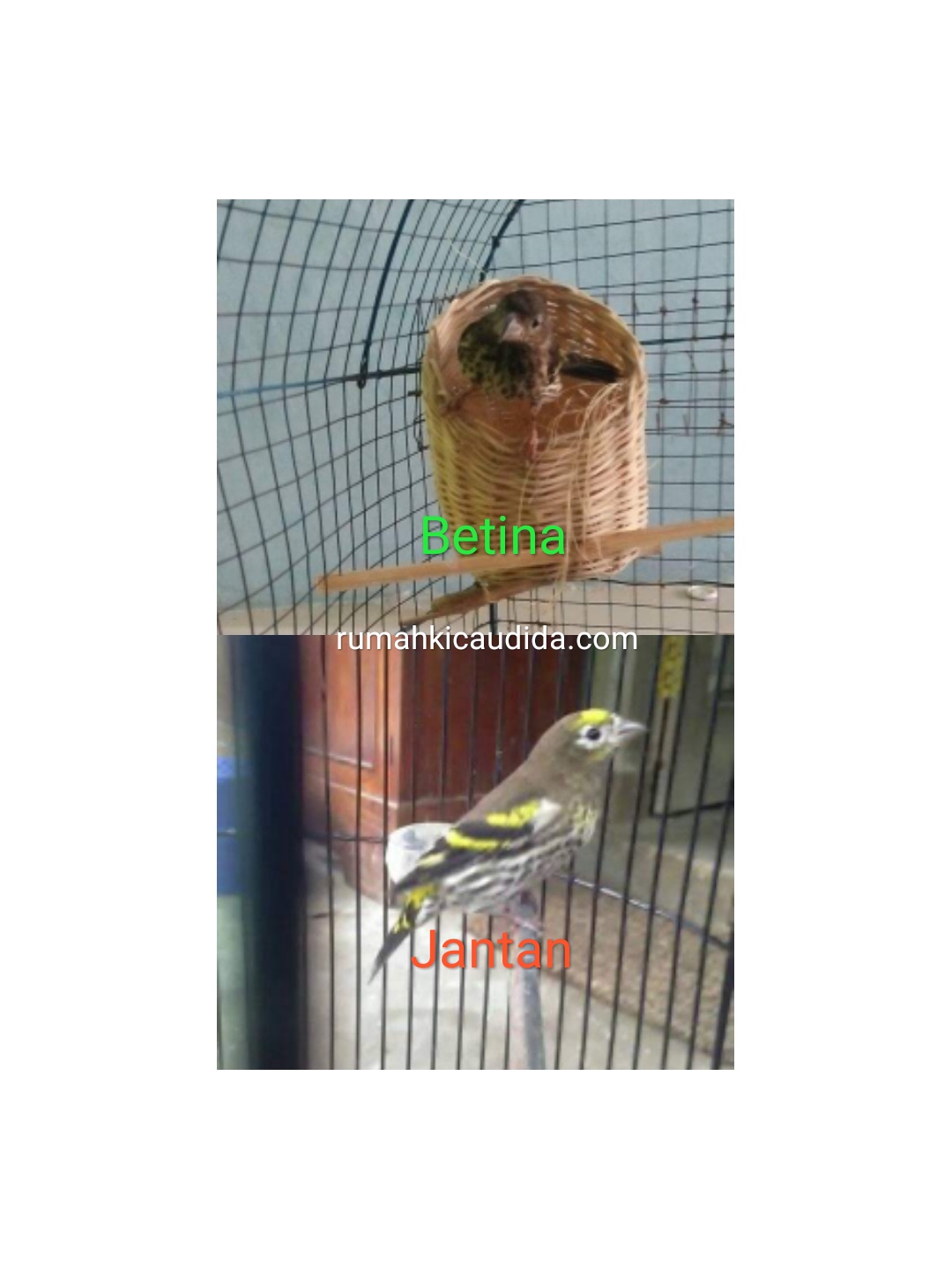 Cara Ternak Burung Kenari Gunung Kenari Melayu Mountain Serin