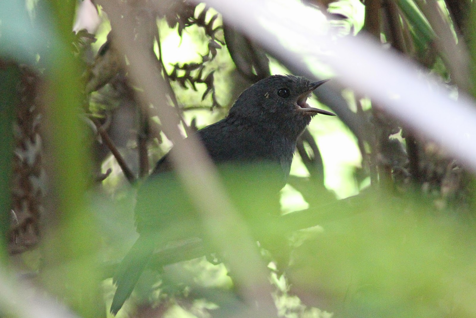 NonStop Birding Caledonia, Brazil