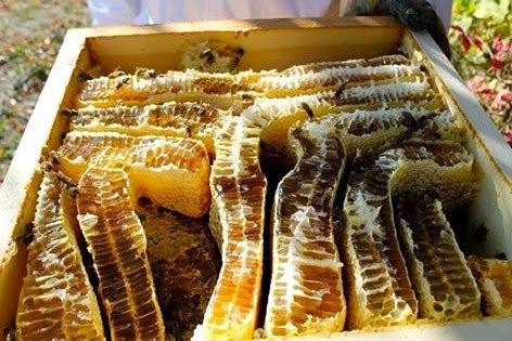 Μέθοδος Αλεξάντερ: Πρόληψη σμηνουργίας και περισσότερο μέλι!