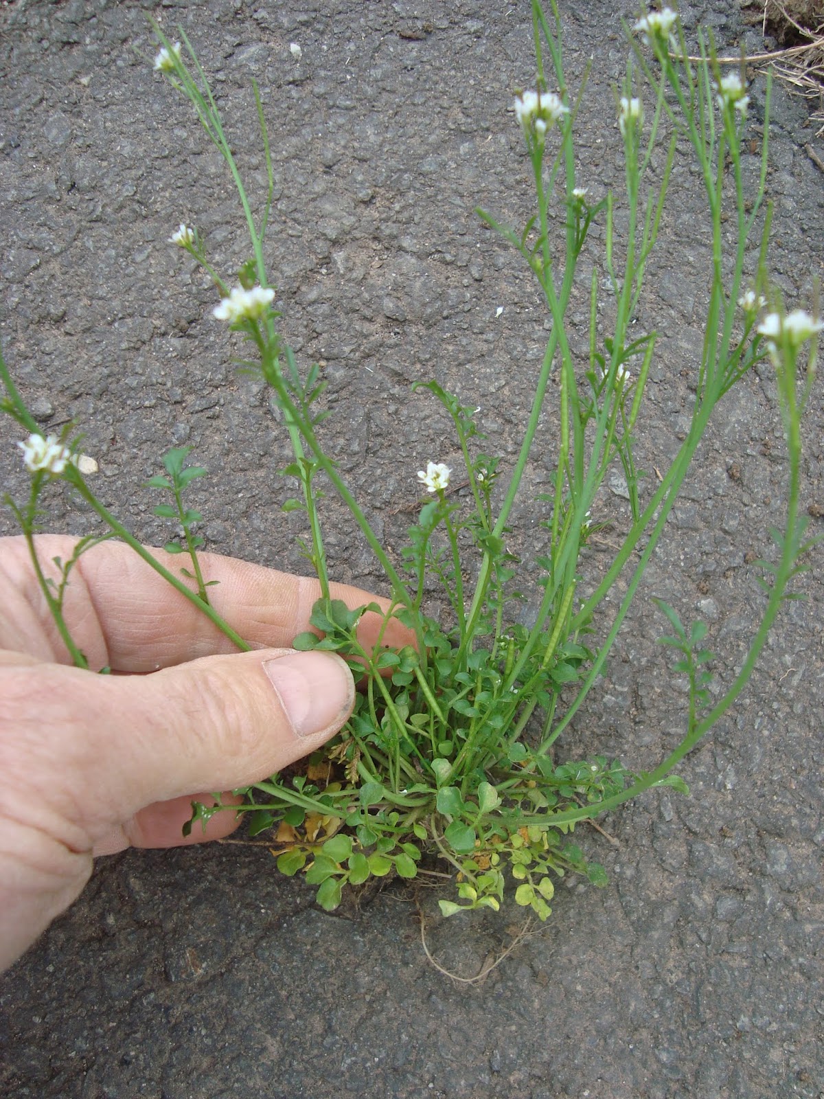 This wiry little weed has spread all over my yard. It is covered with tiny  white flowers. How can I get rid of it? (Note from Neil: I'm getting this  question repeatedly