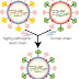 MCQ on Pathogenic Viruses, Structure and Function