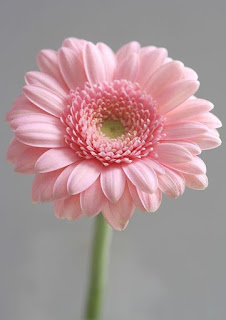 gerbera-de-petalos-de-color-rosa