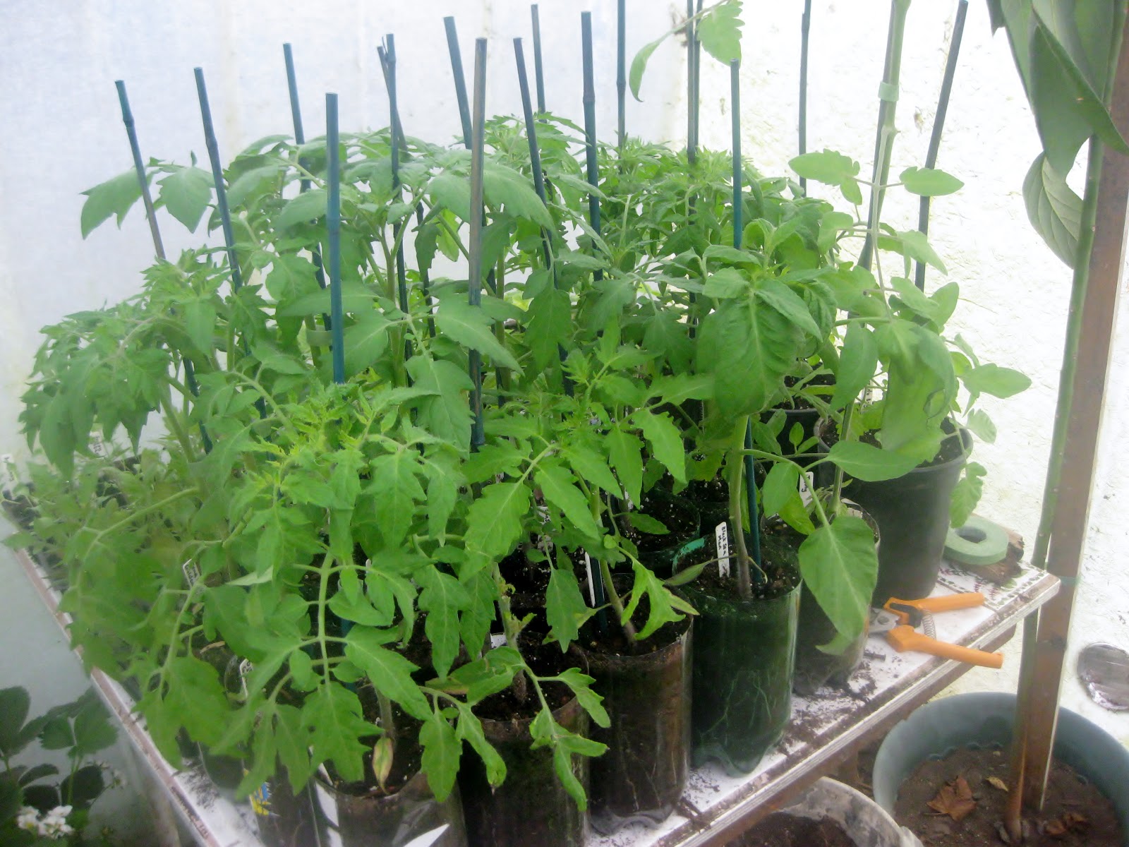 Hardening off tomatoes