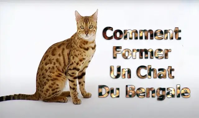 Comment Former Un Chat Du Bengale