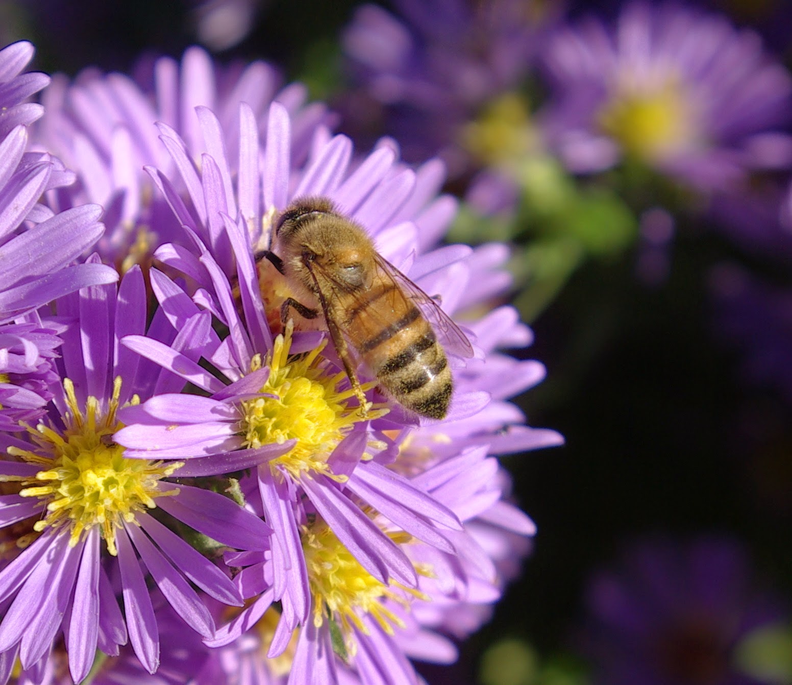sweetbay: Aster 'Miss Bessie', Bumblebees and Honeybees