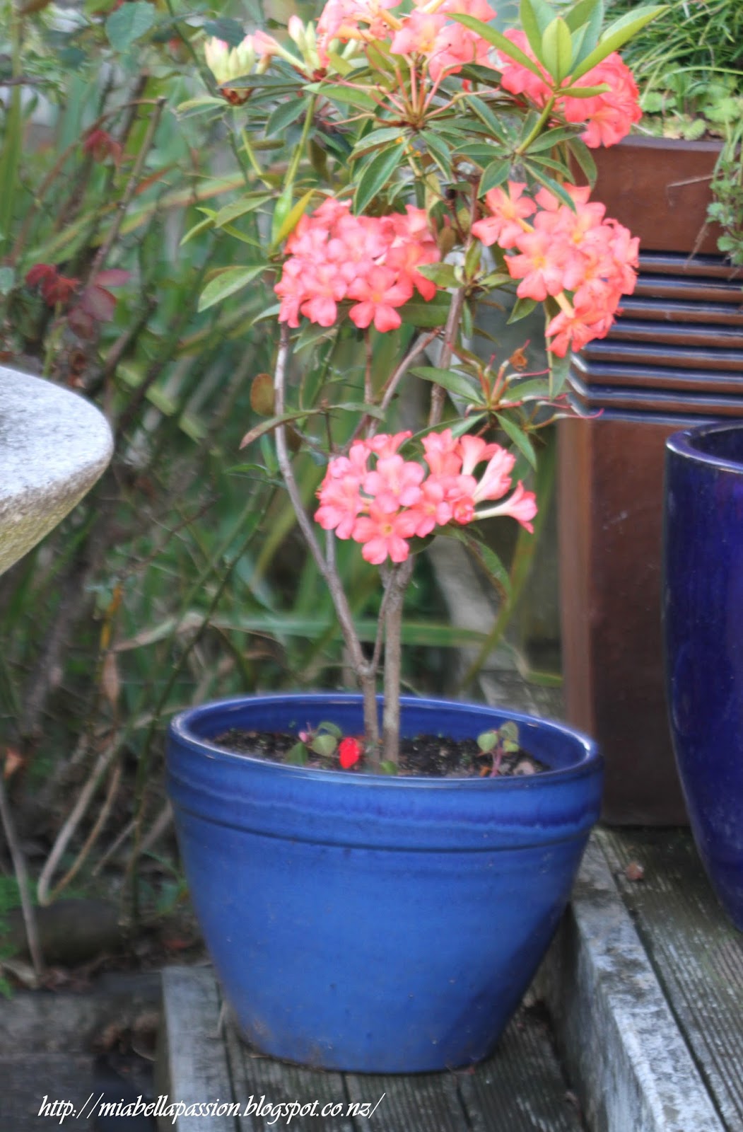Growing Rhododendrons In Pots...