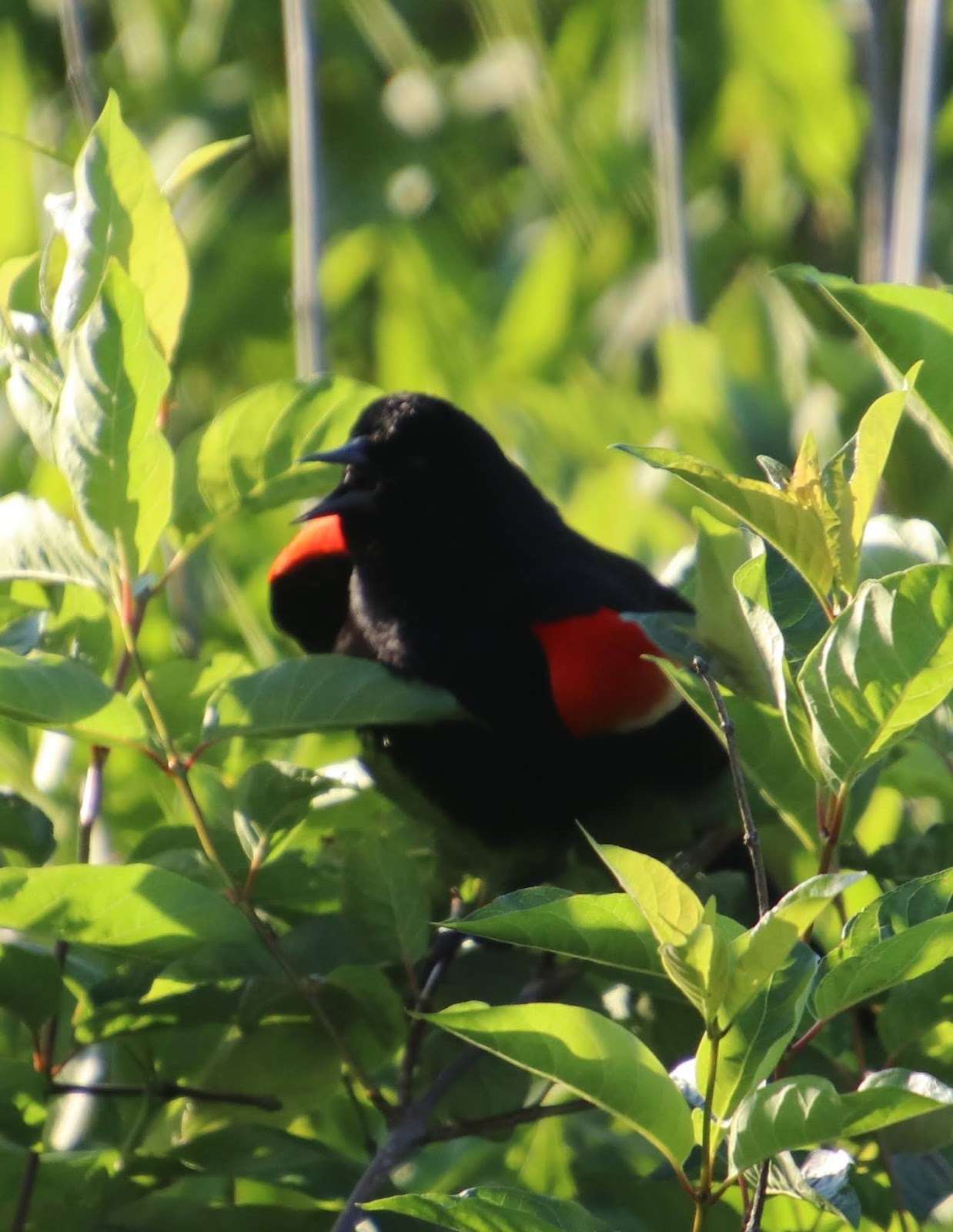 Royal Musings Do a Little Dance, Make a little love, get Down tonight.