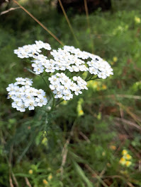 The Great Plant Hunt Estonia