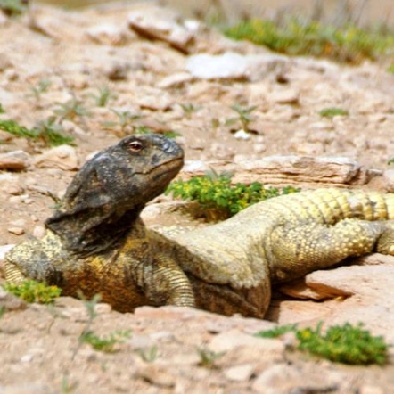 Dhab Halal Biawak Haram Dhab Reptil Unik Dari Uae