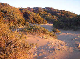 Sand dunes in the beautiful Rimigliano nature park, which is next to the resort of San Vincenzo