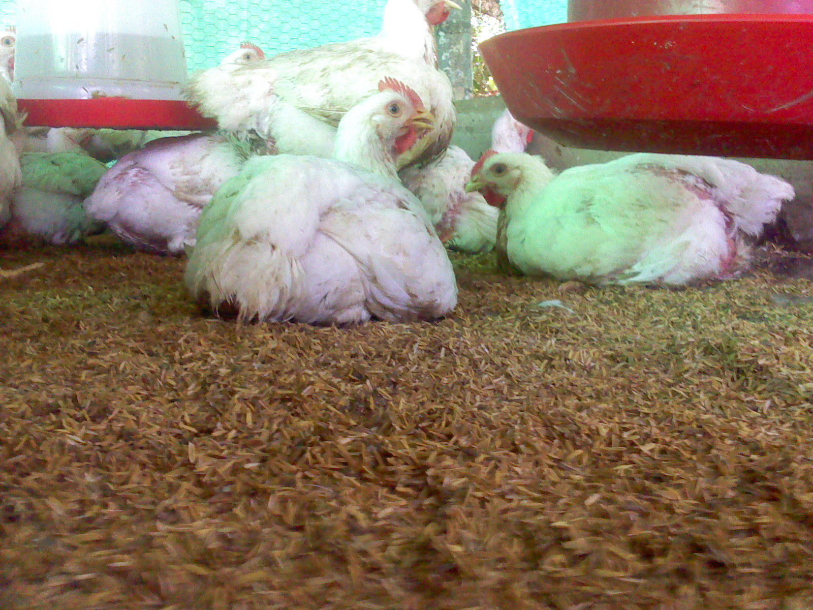 TEMAS PECUARIOS los mejores pollos de engorde