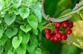 Giloy ( Tinospora cordifolia ) https://ayurvedacareindia.com/