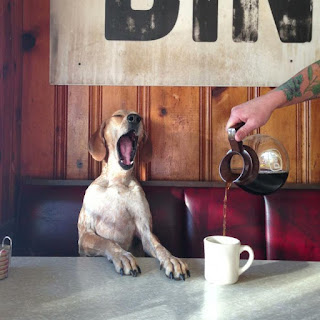 Dog yawning sitting at a table with coffee being poured in a mug