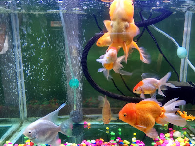 Cara Mengatasi Air Aquarium Keruh Butek Dan Berkabut Lingkungan Ikan