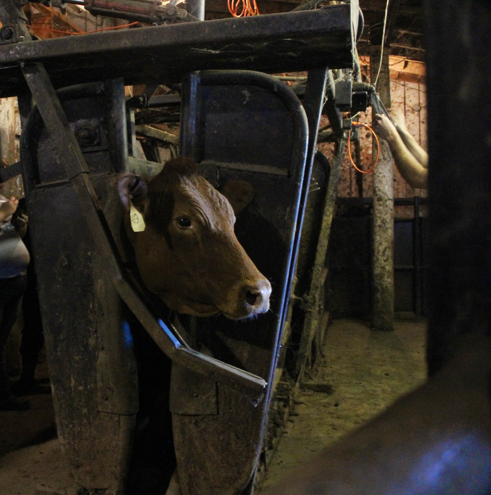 Snug Harbor Bay Livingston Livestock Auction