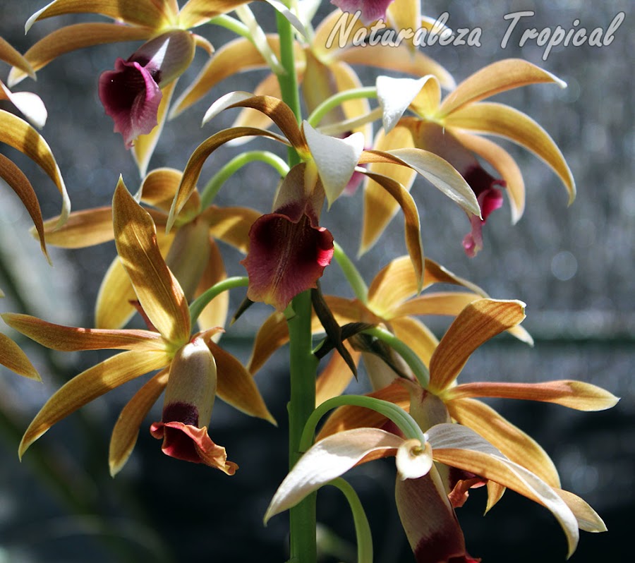 Consejos para cuidar la salud de tus orquídeas 