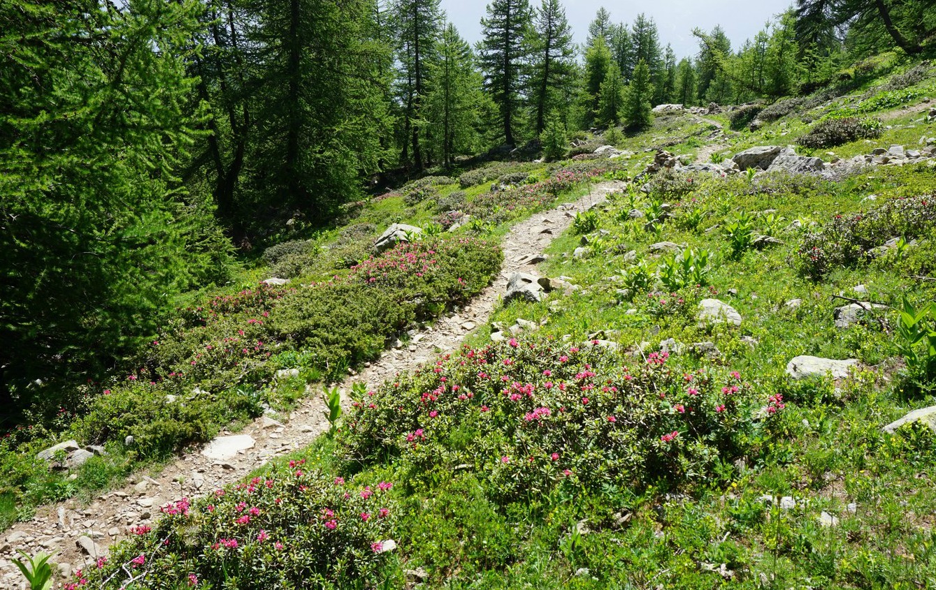 Widman path towards Mont Guillaume