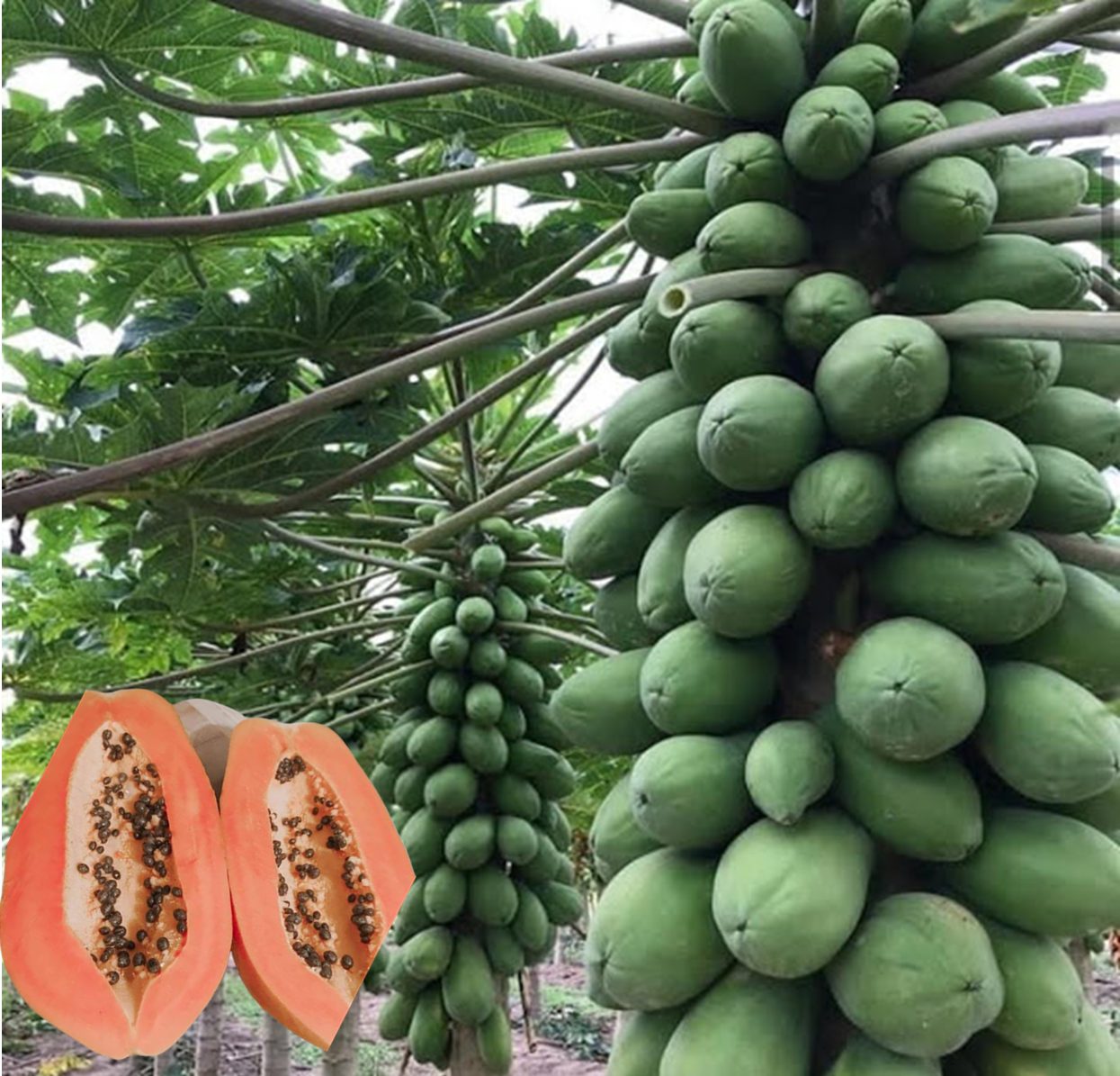 Kinds Of Papayas