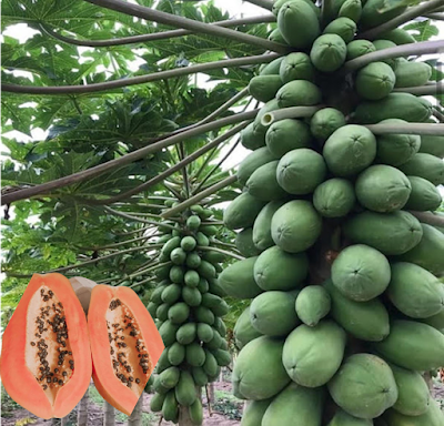 solo sunrise pawpaw farming in kenya