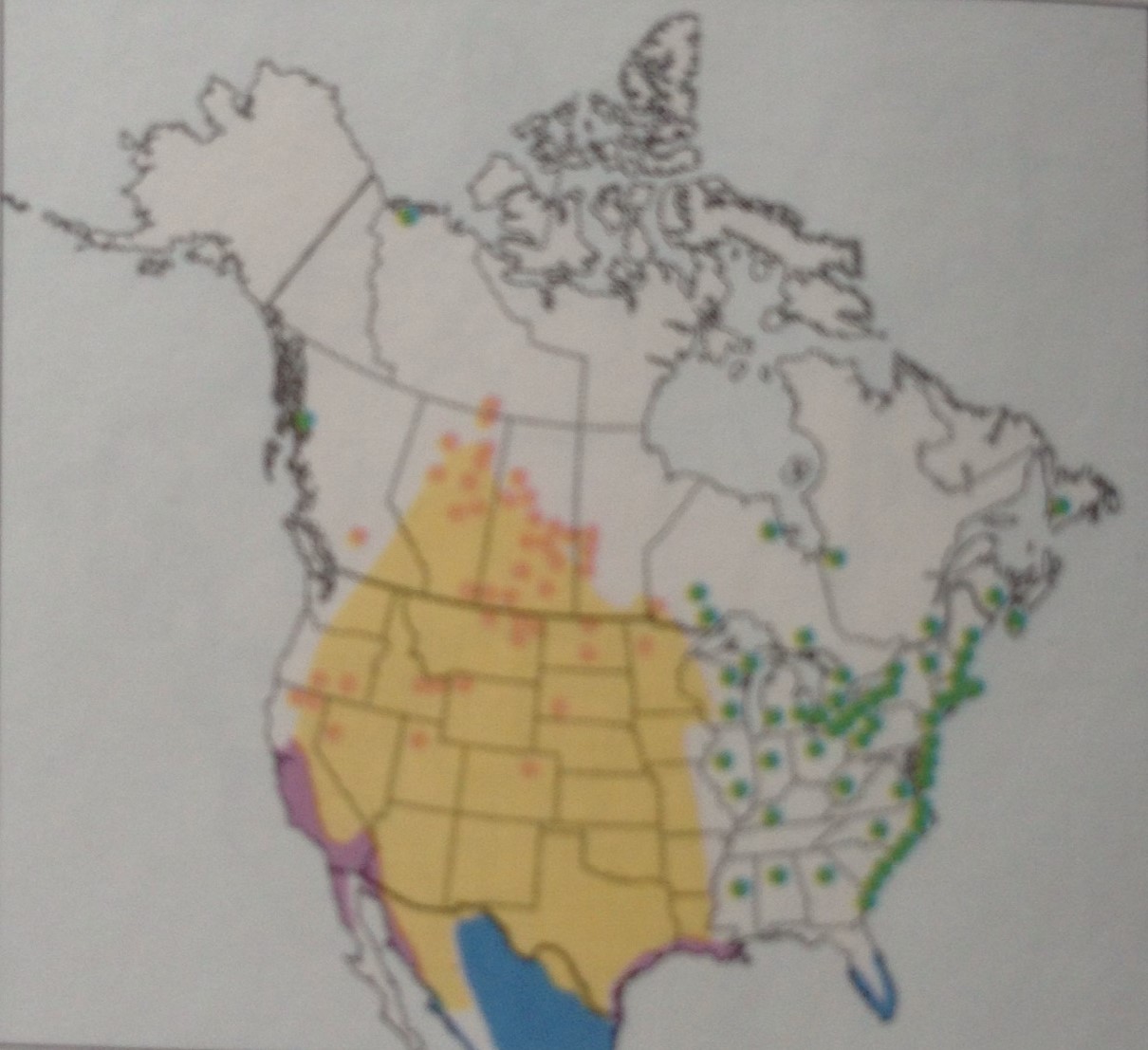 Birds American White Pelican 1 Lake Shaokatan, MN