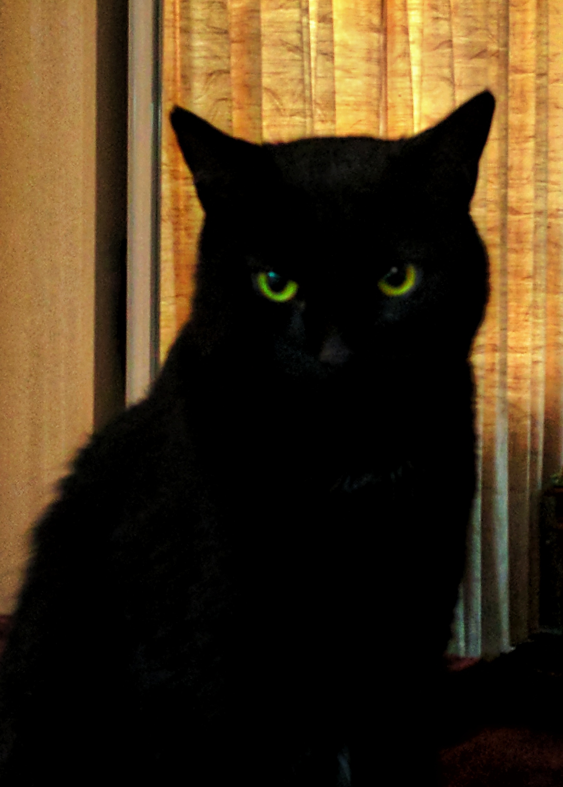 Black cat with shiny yellow eyes