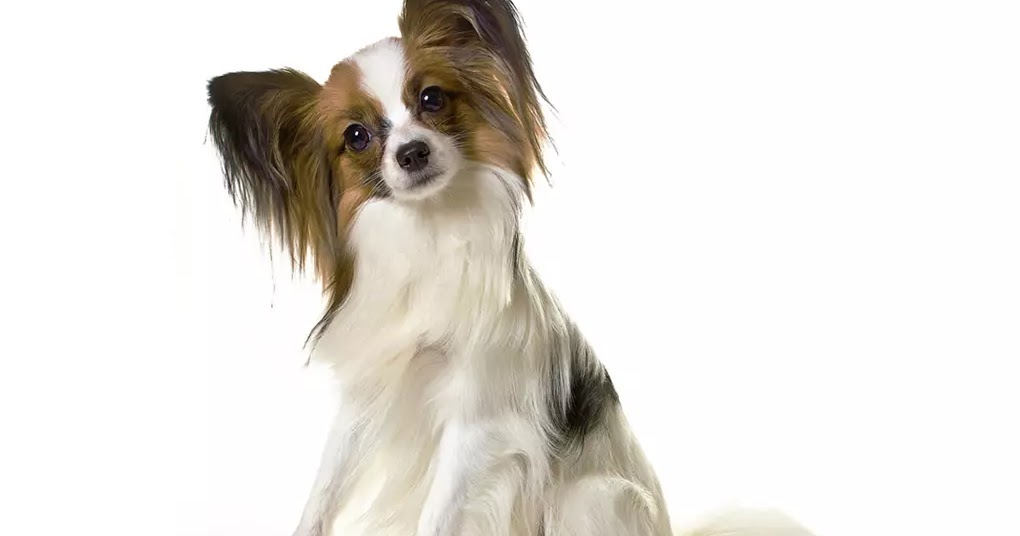 Top 10 Smartest Small Dog Breeds The Buzz Land