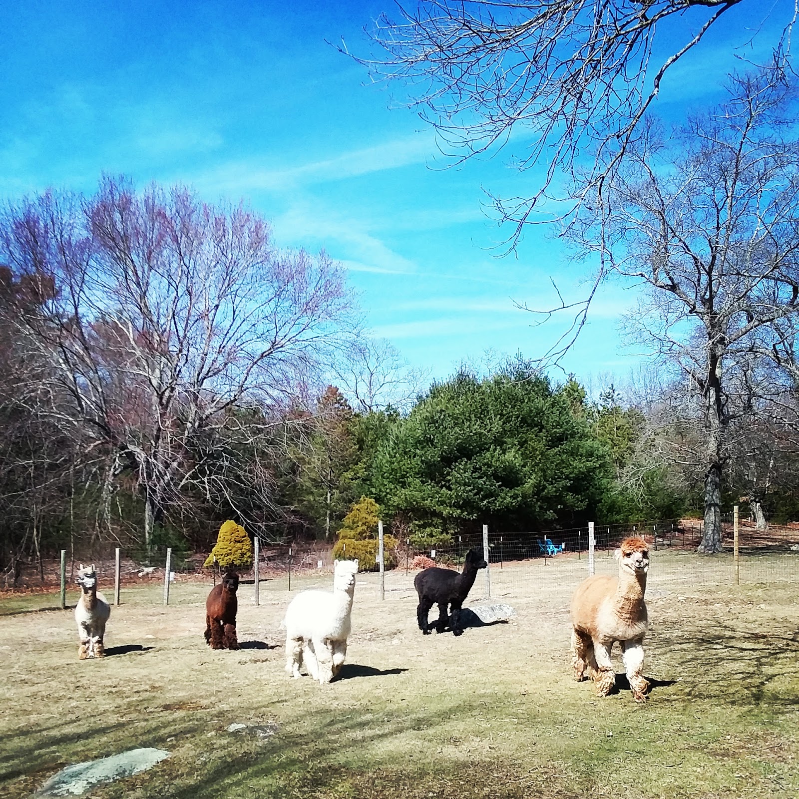 Lavender Hill Farm Alpacas