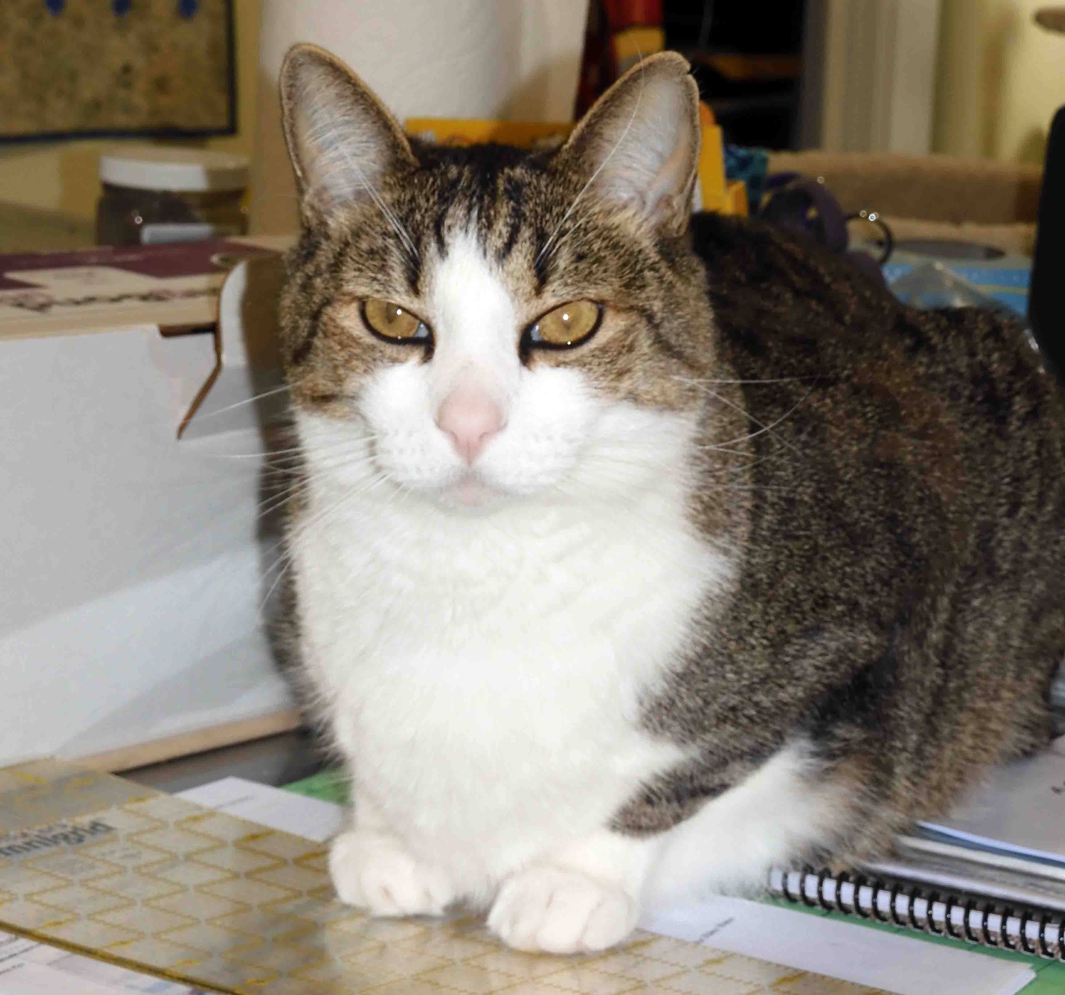 Cat Patches: How to Build a Cat