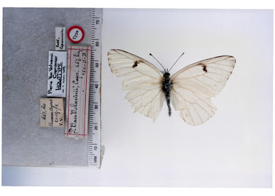 Mariposa lechera troyana (Tatochila vanvolxemii)