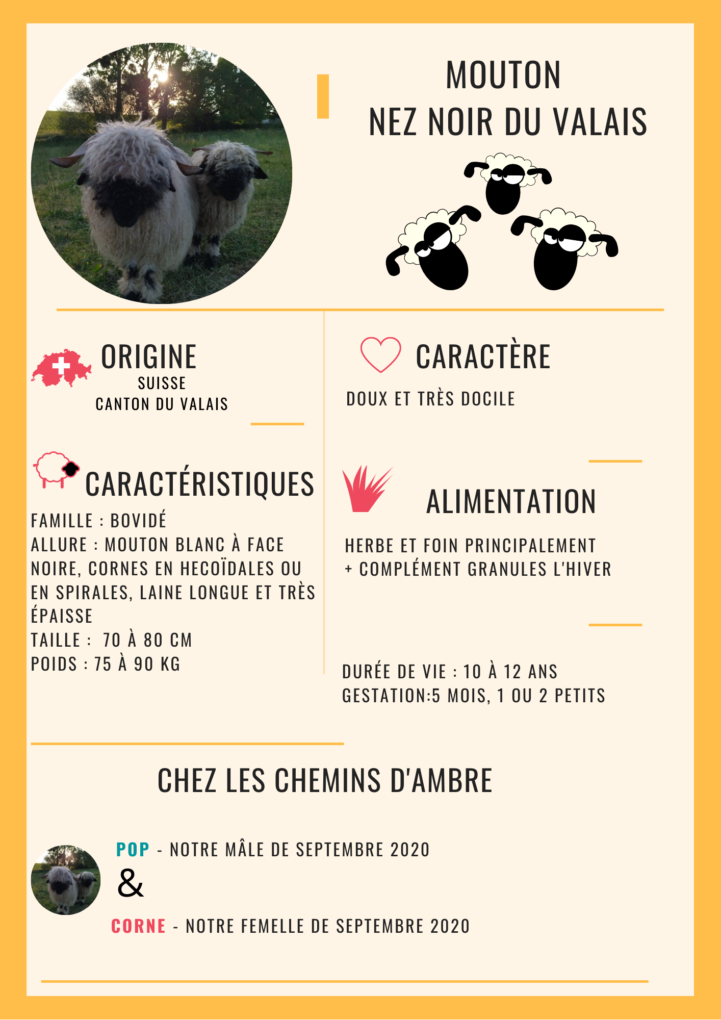 Mouton Nez Noir du Valais
