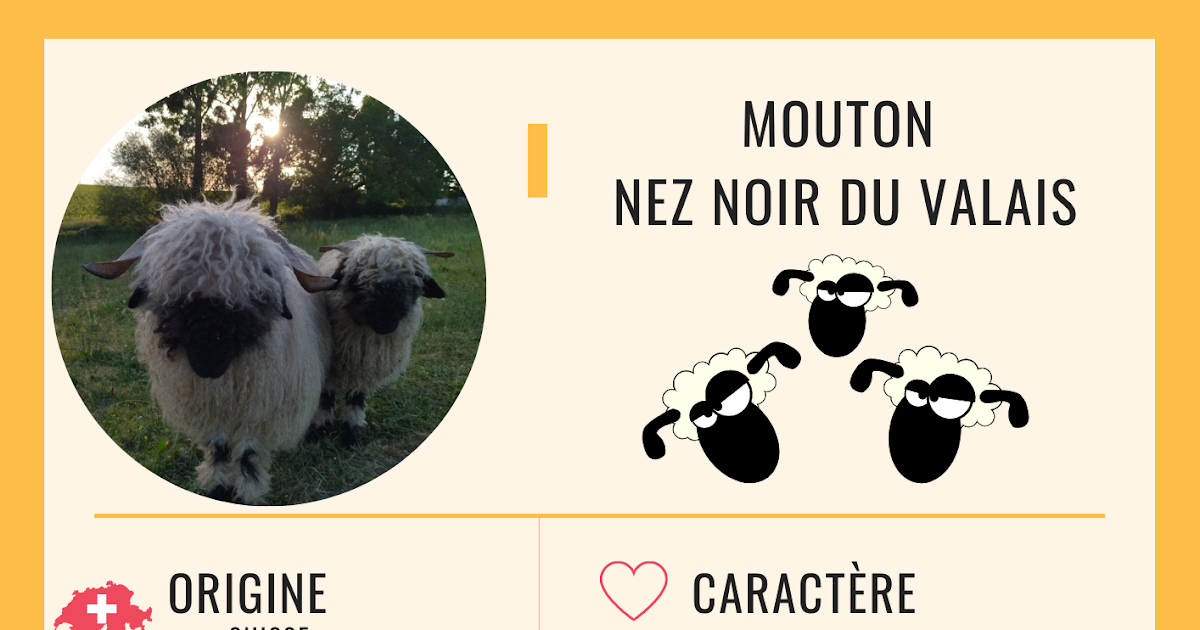 Mouton Nez Noir du Valais